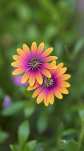 Preview wallpaper osteospermum, petals, flowers, blur