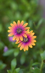 Preview wallpaper osteospermum, petals, flowers, blur