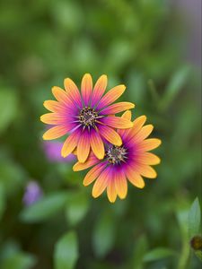 Preview wallpaper osteospermum, petals, flowers, blur