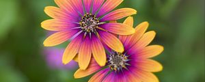 Preview wallpaper osteospermum, petals, flowers, blur