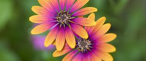 Preview wallpaper osteospermum, petals, flowers, blur