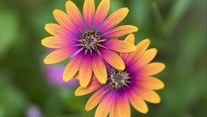 Preview wallpaper osteospermum, petals, flowers, blur