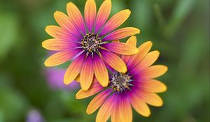 Preview wallpaper osteospermum, petals, flowers, blur