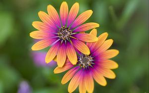 Preview wallpaper osteospermum, petals, flowers, blur