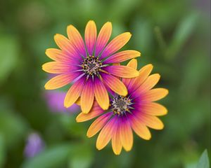 Preview wallpaper osteospermum, petals, flowers, blur