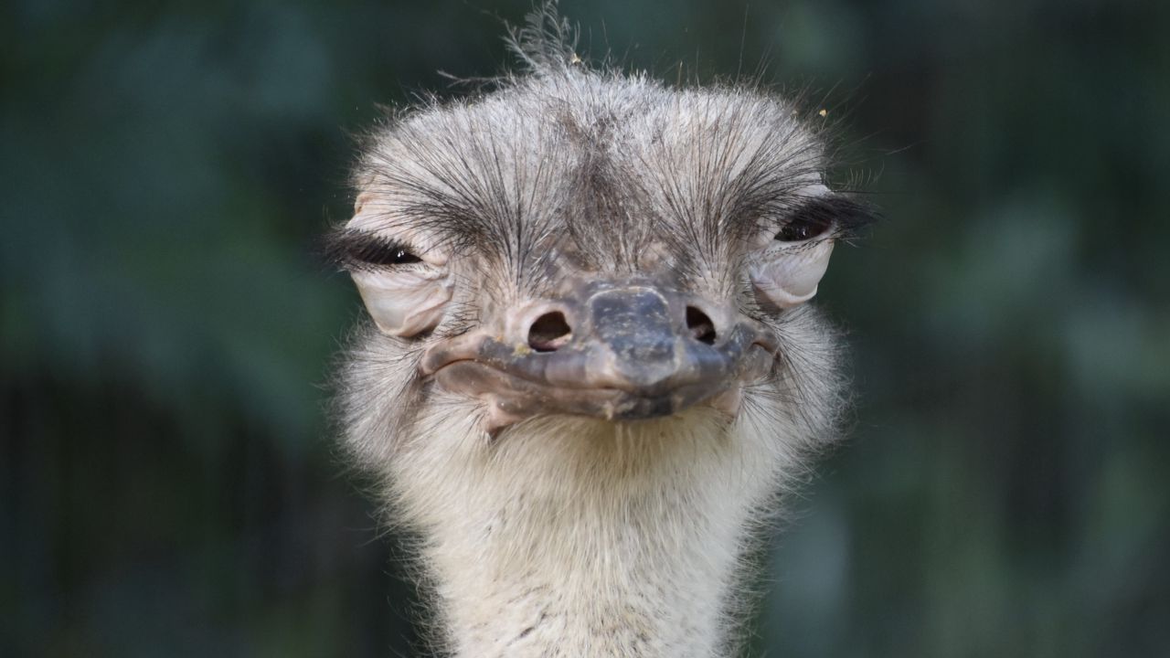 Wallpaper ostrich, bird, beak, funny, squint