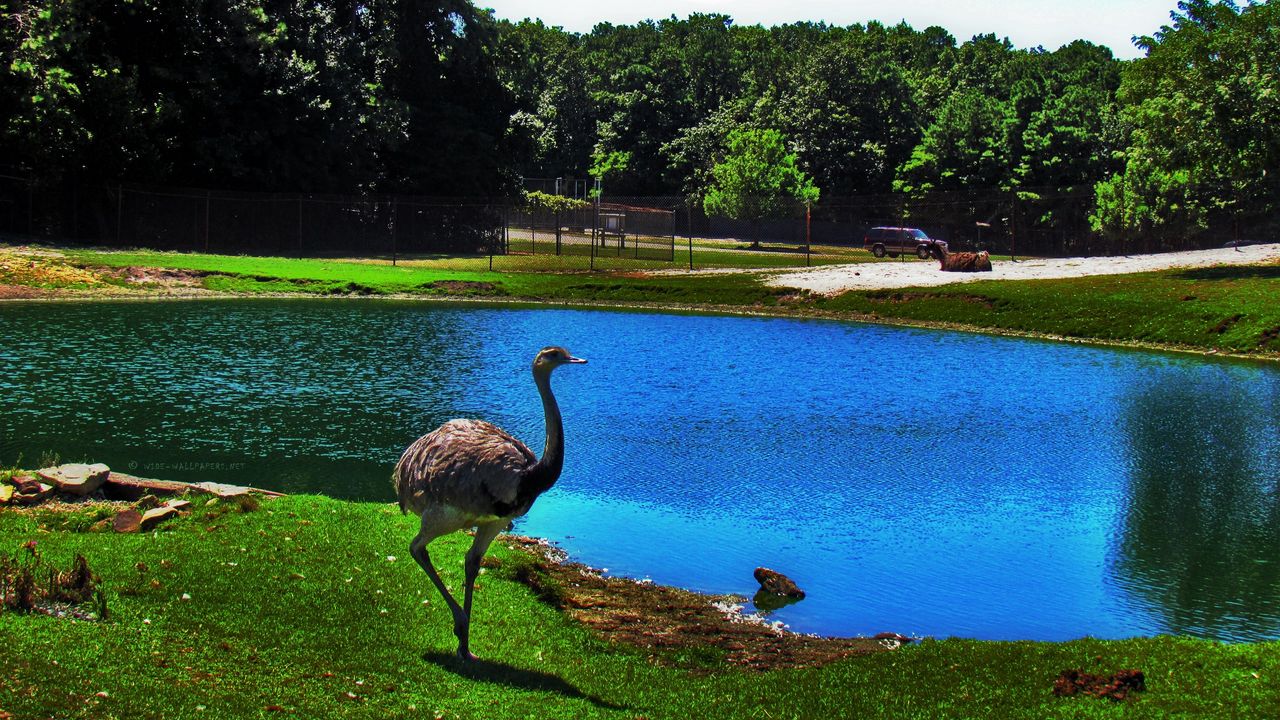 Wallpaper ostrich, bird, lake, pond, zoo
