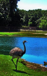 Preview wallpaper ostrich, bird, lake, pond, zoo