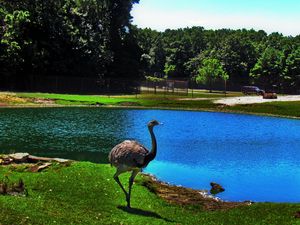 Preview wallpaper ostrich, bird, lake, pond, zoo