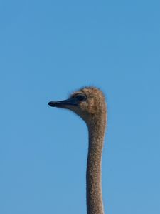 Preview wallpaper ostrich, bird, neck, sky