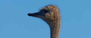 Preview wallpaper ostrich, bird, neck, sky