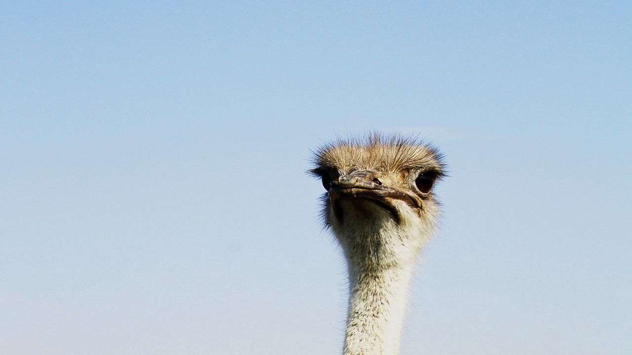 Wallpaper ostrich, birds, head
