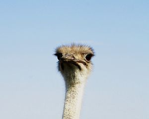 Preview wallpaper ostrich, birds, head