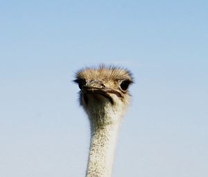 Preview wallpaper ostrich, birds, head