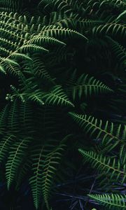 Preview wallpaper ostrich fern, fern, leaves, plant