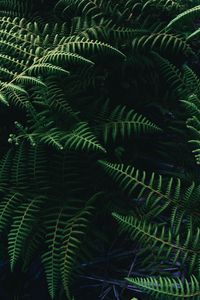 Preview wallpaper ostrich fern, fern, leaves, plant