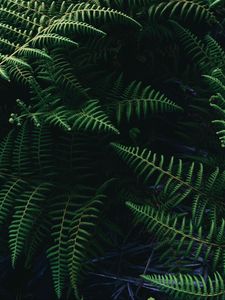 Preview wallpaper ostrich fern, fern, leaves, plant