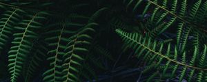 Preview wallpaper ostrich fern, fern, leaves, plant