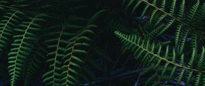 Preview wallpaper ostrich fern, fern, leaves, plant