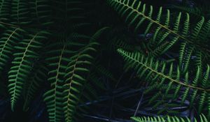 Preview wallpaper ostrich fern, fern, leaves, plant