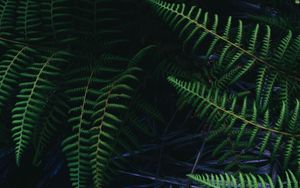 Preview wallpaper ostrich fern, fern, leaves, plant