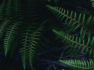 Preview wallpaper ostrich fern, fern, leaves, plant