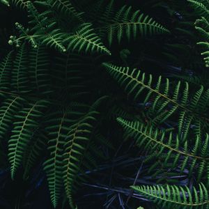 Preview wallpaper ostrich fern, fern, leaves, plant