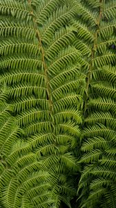 Preview wallpaper ostrich fern, fern, leaves, carved, plant, green