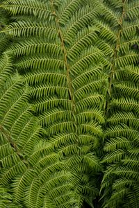 Preview wallpaper ostrich fern, fern, leaves, carved, plant, green