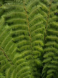 Preview wallpaper ostrich fern, fern, leaves, carved, plant, green