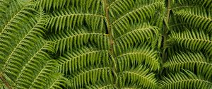 Preview wallpaper ostrich fern, fern, leaves, carved, plant, green