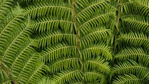 Preview wallpaper ostrich fern, fern, leaves, carved, plant, green