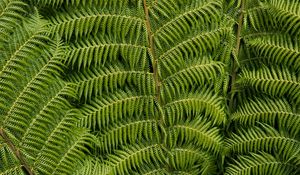 Preview wallpaper ostrich fern, fern, leaves, carved, plant, green