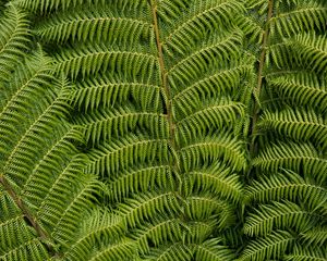 Preview wallpaper ostrich fern, fern, leaves, carved, plant, green