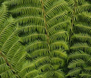 Preview wallpaper ostrich fern, fern, leaves, carved, plant, green