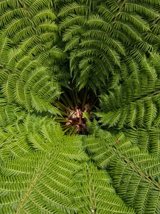 Preview wallpaper ostrich fern, fern, leaves, carved, plant, green, vegetation