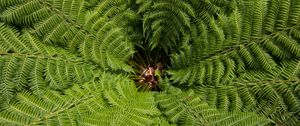 Preview wallpaper ostrich fern, fern, leaves, carved, plant, green, vegetation