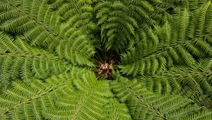 Preview wallpaper ostrich fern, fern, leaves, carved, plant, green, vegetation