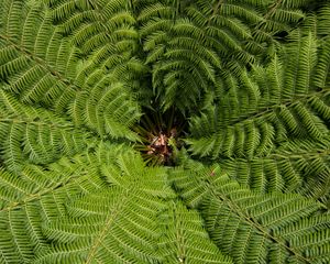 Preview wallpaper ostrich fern, fern, leaves, carved, plant, green, vegetation