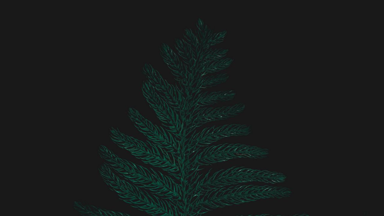 Wallpaper ostrich fern, leaf, plant, green, dark