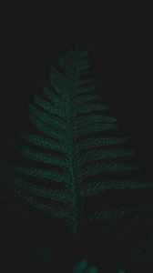 Preview wallpaper ostrich fern, leaf, plant, green, dark