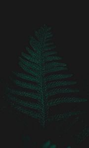 Preview wallpaper ostrich fern, leaf, plant, green, dark