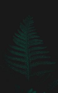 Preview wallpaper ostrich fern, leaf, plant, green, dark