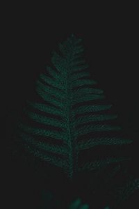 Preview wallpaper ostrich fern, leaf, plant, green, dark
