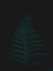 Preview wallpaper ostrich fern, leaf, plant, green, dark