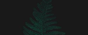 Preview wallpaper ostrich fern, leaf, plant, green, dark