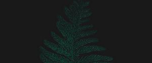 Preview wallpaper ostrich fern, leaf, plant, green, dark