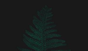 Preview wallpaper ostrich fern, leaf, plant, green, dark
