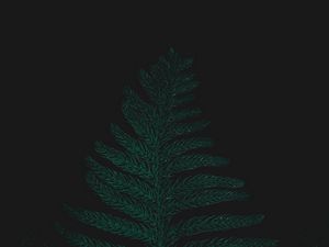 Preview wallpaper ostrich fern, leaf, plant, green, dark