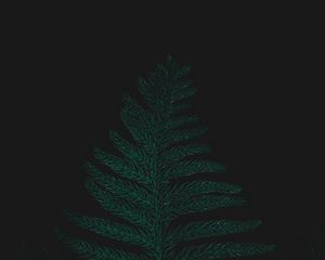 Preview wallpaper ostrich fern, leaf, plant, green, dark